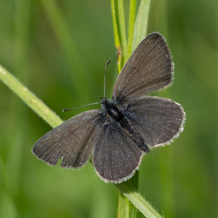 Cupido minimus (Fuesslin, 1775) Zwerg-Bläuling