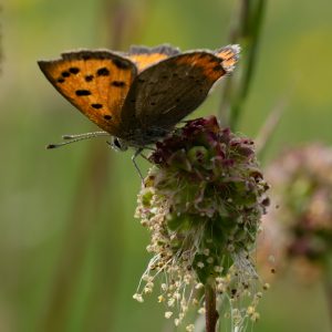 Lycaena phlaeas (Linnaeus, 1761) Kleiner Feuerfalter