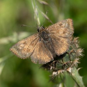 Erynnis tages (Linnaeus, 1758) Kronwicken-Dickkopffalter