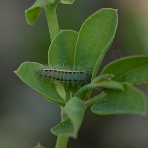Zygaena fausta (Linnaeus, 1767) Bergkronwicken-Widderchen