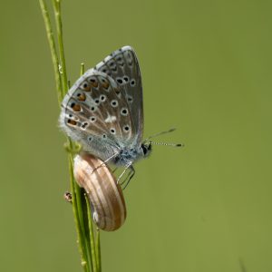 Lysandra bellargus (Rottemburg, 1775) Himmelblauer Bläuling