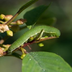 Gonepteryx rhamni (Linnaeus, 1758) Zitronenfalter