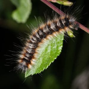 Eriogaster catax (Linnaeus, 1758) Hecken-Wollafter