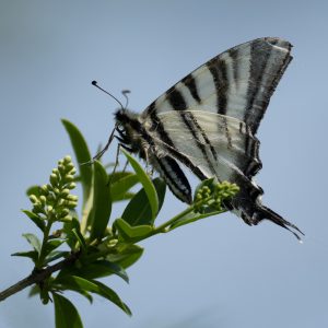 Iphiclides podalirius (Linnaeus, 1758) Segelfalter