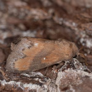 Dendrolimus pini (Linnaeus, 1758) Kiefernspinner