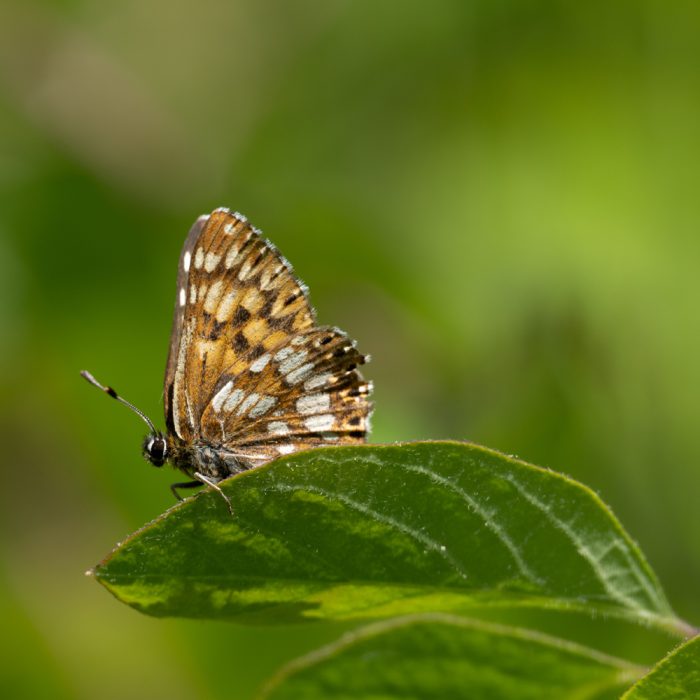 Hamearis lucina (Linnaeus, 1758) Schlüsselblumen-Würfelfalter