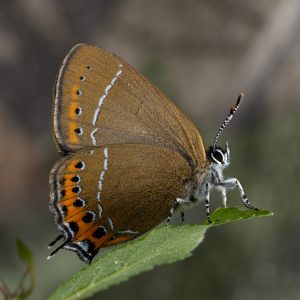 Satyrium pruni (Linnaeus, 1758) Pflaumen-Zipfelfalter