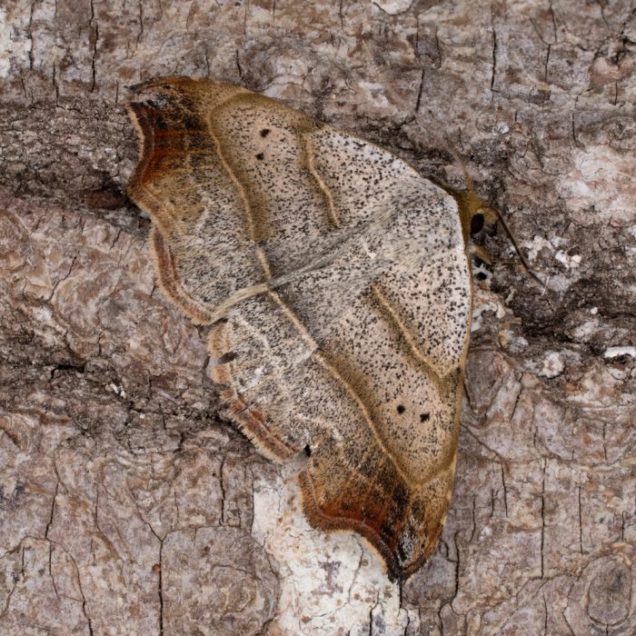 Laspeyria flexula (Denis & Schiffermüller, 1775) Sicheleule