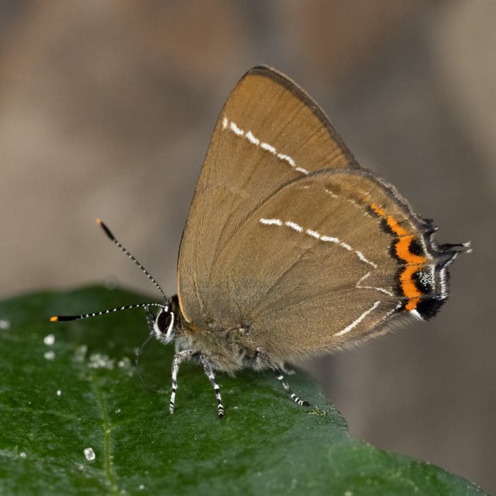 Satyrium w-album (Knoch, 1782) Ulmen-Zipfelfalter