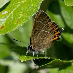 Satyrium pruni (Linnaeus, 1758) Pflaumen-Zipfelfalter