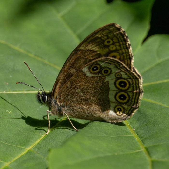 Lopinga achine (Scopoli, 1763) Gelbringfalter