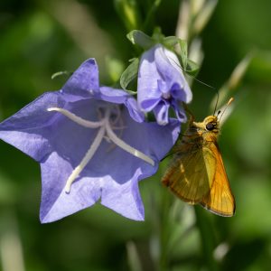 Ochlodes sylvanus (Esper, 1777) Rostfarbiger Dickkopffalter