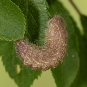 Thecla betulae (Linnaeus, 1758) Nierenfleck-Zipfelfalter