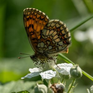 Melitaea athalia (Rottemburg, 1775) Wachtelweizen-Scheckenfalter, Gemeiner Scheckenfalter