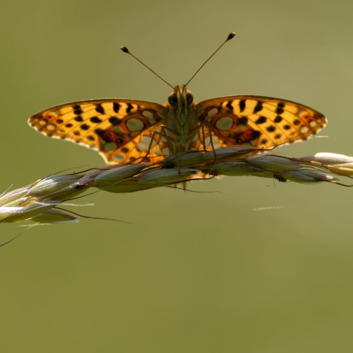 Issoria lathonia (Linnaeus, 1758) Kleiner Perlmuttfalter