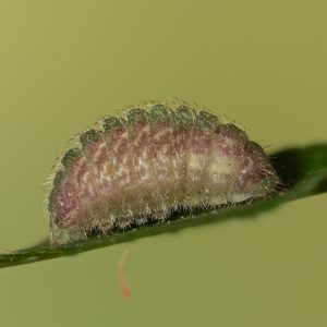 Thecla betulae (Linnaeus, 1758) Nierenfleck-Zipfelfalter