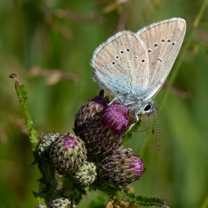 Cyaniris semiargus (Rottemburg, 1775) Rotklee-Bläuling