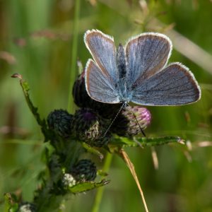Cyaniris semiargus (Rottemburg, 1775) Rotklee-Bläuling