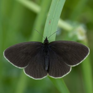 Aphantopus hyperantus (Linnaeus, 1758) Schornsteinfeger