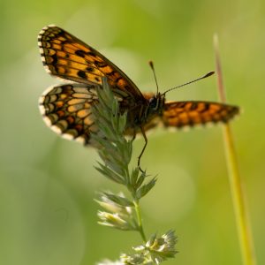 Melitaea athalia (Rottemburg, 1775) Wachtelweizen-Scheckenfalter, Gemeiner Scheckenfalter