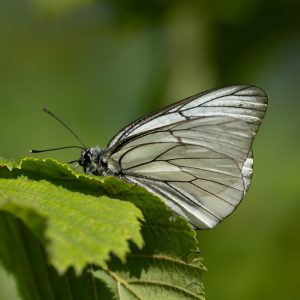 Aporia crataegi (Linnaeus, 1758) Baumweißling