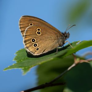 Aphantopus hyperantus (Linnaeus, 1758) Schornsteinfeger