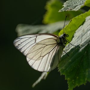 Aporia crataegi (Linnaeus, 1758) Baumweißling