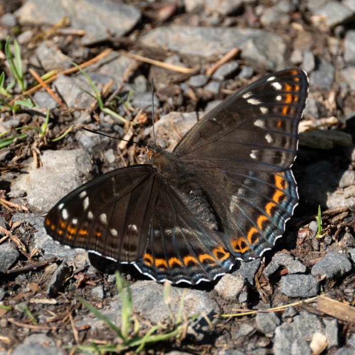 Limenitis populi (Linnaeus, 1758) Großer Eisvogel