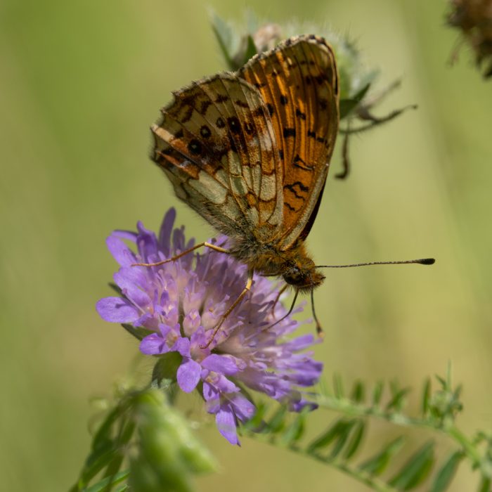 Brenthis ino (Rottemburg, 1775) Mädesüß-Perlmuttfalter