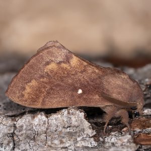 Dendrolimus pini (Linnaeus, 1758) Kiefernspinner