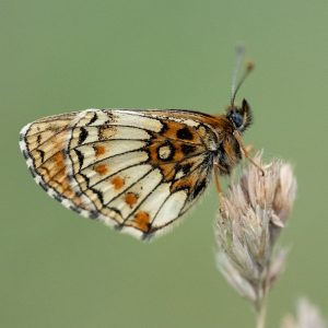Melitaea athalia (Rottemburg, 1775) Wachtelweizen-Scheckenfalter, Gemeiner Scheckenfalter