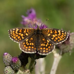Melitaea athalia (Rottemburg, 1775) Wachtelweizen-Scheckenfalter, Gemeiner Scheckenfalter
