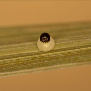 Ochlodes sylvanus (Esper, 1777) Rostfarbiger Dickkopffalter