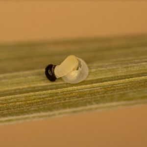 Ochlodes sylvanus (Esper, 1777) Rostfarbiger Dickkopffalter