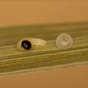 Ochlodes sylvanus (Esper, 1777) Rostfarbiger Dickkopffalter