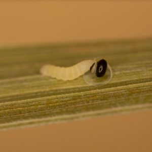 Ochlodes sylvanus (Esper, 1777) Rostfarbiger Dickkopffalter