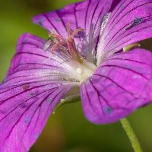 Eumedonia eumedon (Esper, 1780) Storchschnabel-Bläuling