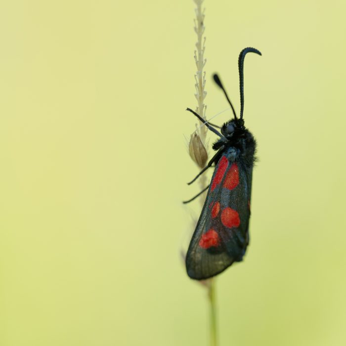 Zygaena viciae (Denis & Schiffermüller, 1775) Kleines Fünffleck-Widderchen