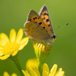 Lycaena phlaeas (Linnaeus, 1761) Kleiner Feuerfalter