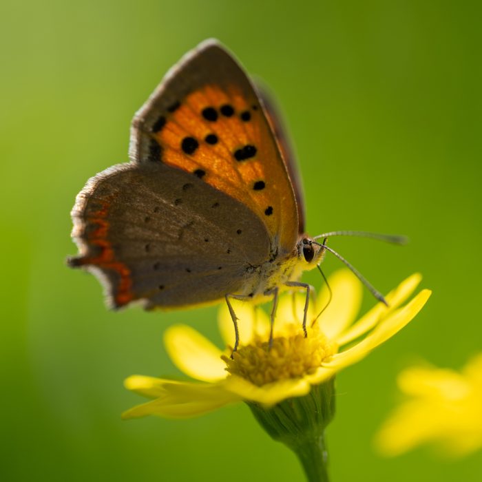 Lycaena phlaeas (Linnaeus, 1761) Kleiner Feuerfalter