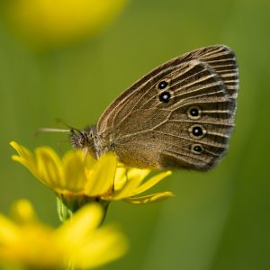 Aphantopus hyperantus (Linnaeus, 1758) Schornsteinfeger