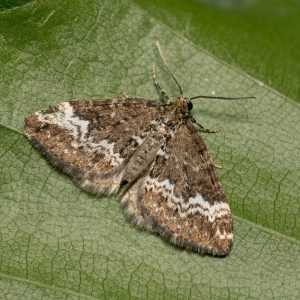 Perizoma alchemillata (Linnaeus, 1758) Hohlzahn-Kapselspanner