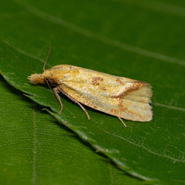 Agapeta hamana (Linnaeus, 1758) Distelwickler