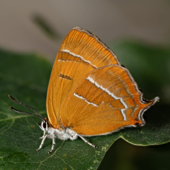 Thecla betulae (Linnaeus, 1758) Nierenfleck-Zipfelfalter