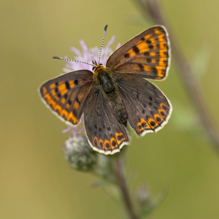 Lycaena tityrus (Poda, 1761) Brauner Feuerfalter, Schwefelvögelchen