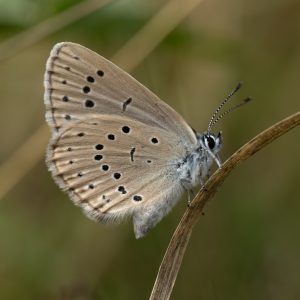 Phengaris teleius (Bergsträsser, 1779) Heller Wiesenknopf-Ameisenbläuling
