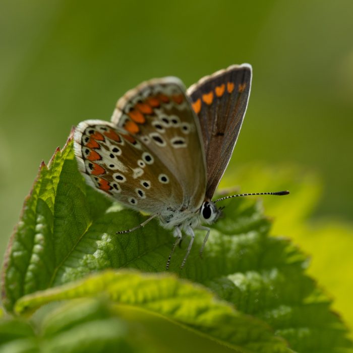 Aricia agestis (Denis & Schiffermüller, 1775) Kleiner Sonnenröschen-Bläuling