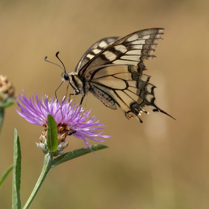 Papilio machaon (Linnaeus, 1758) Schwalbenschwanz