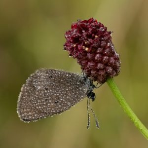 Phengaris nausithous (Bergsträsser, 1779) Dunkler Wiesenknopf-Ameisenbläuling