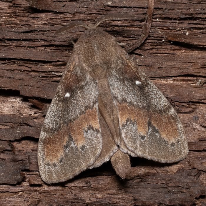 Dendrolimus pini (Linnaeus, 1758) Kiefernspinner